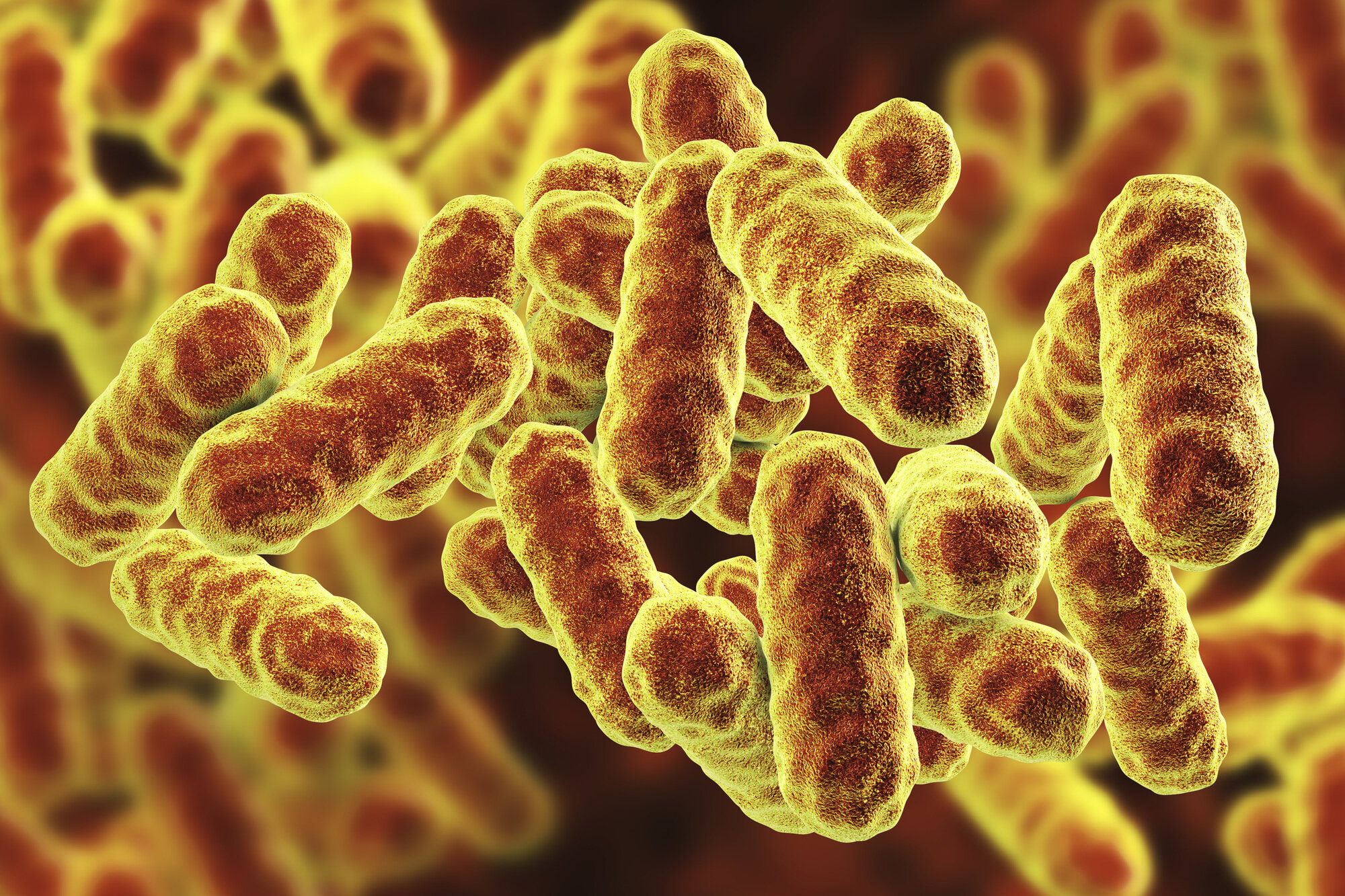 Serratia marcescens bakterie