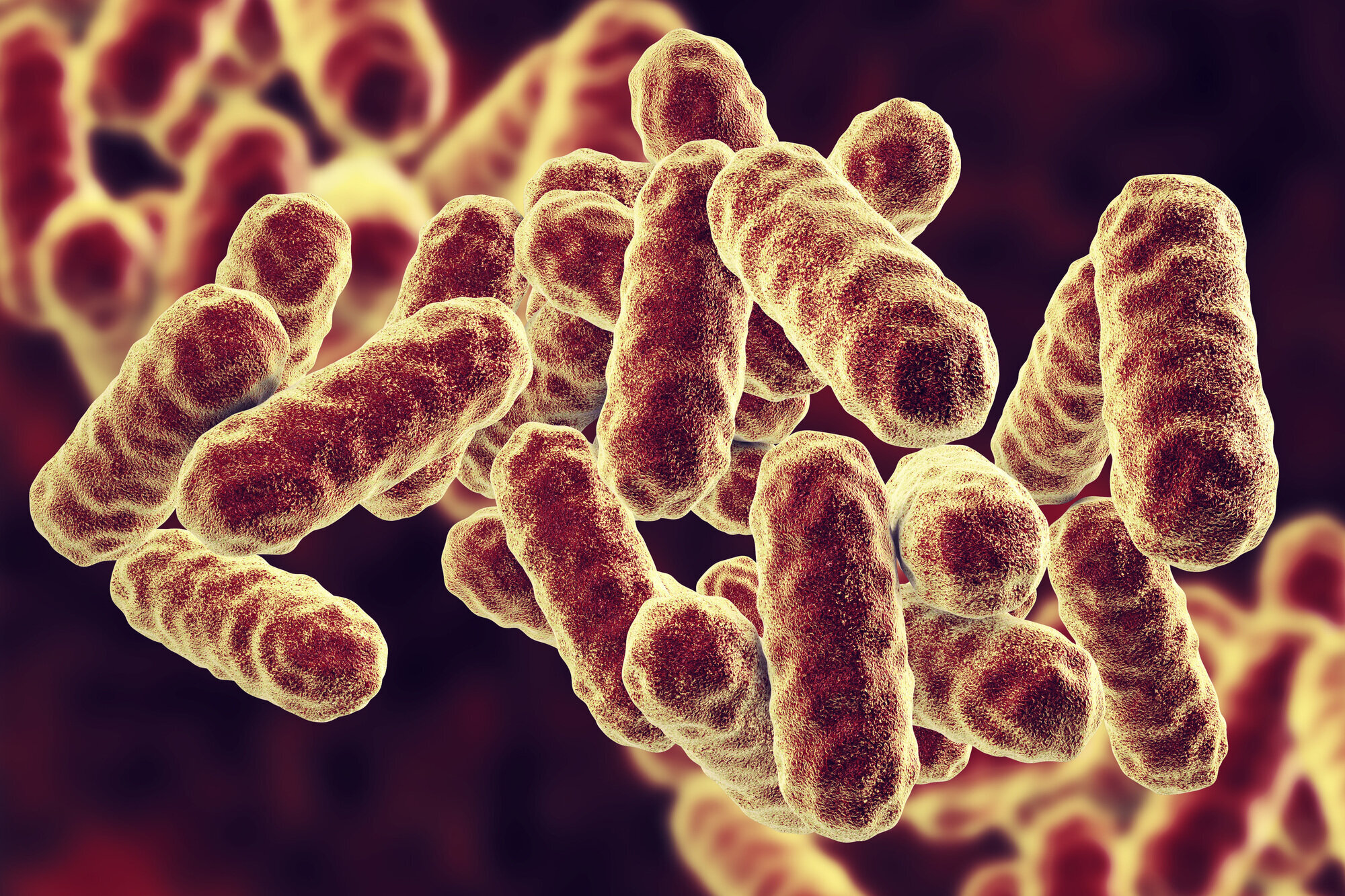 Datagjengivelse av sykehusbakterien Serratia marcescens