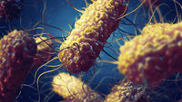 Illustrasjon, salmonella Illustrasjonen viser salmonellabakterier.