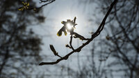 Bildet viser bjørketrær i full blomst