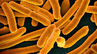 E. coli-bakterier Bildet viser E. coli-bakterier