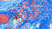 Ebolavirus Bildet viser et ebolavirus
