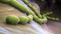 Illustrasjon av Streptococcus pneumoniae (pneumococcus) Illustrasjon av Streptococcus pneumoniae (pneumococcus)